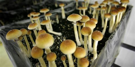 What We Really Know About Psychedelic Mushrooms | HuffPost