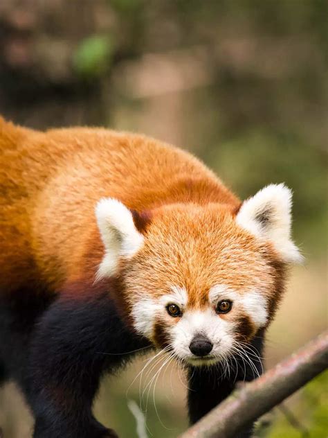 Red Panda Conservation efforts underway | EconomicTimes