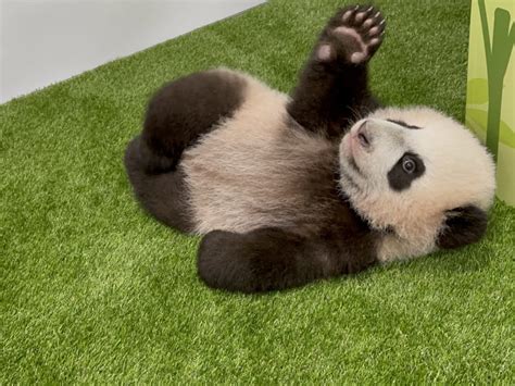 First giant panda cub born in Singapore named 'Le Le' after public vote ...