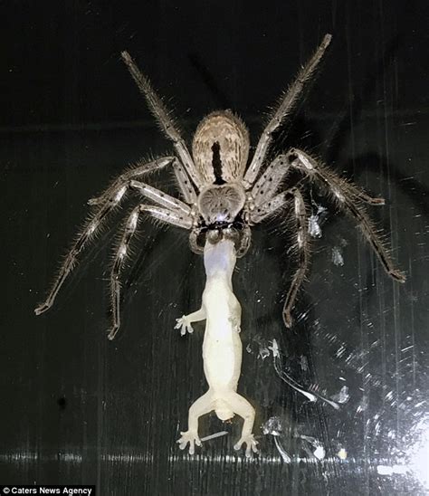 Massive huntsman spider eats lizard in Queensland | Daily Mail Online