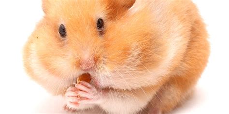 Hamsters.Com – Telegraph