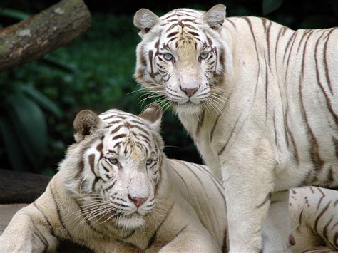 Animal Picture: Bengal tiger - white