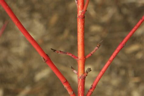 Cornus sericea – Purdue Arboretum Explorer