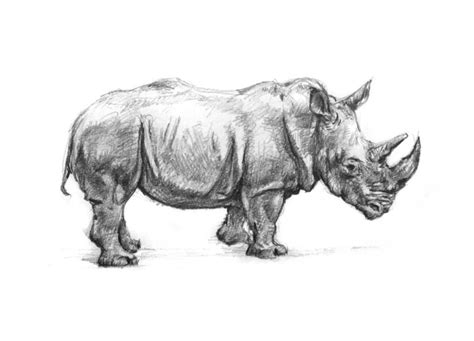 Rhinoceros Drawing Reference and Sketches for Artists