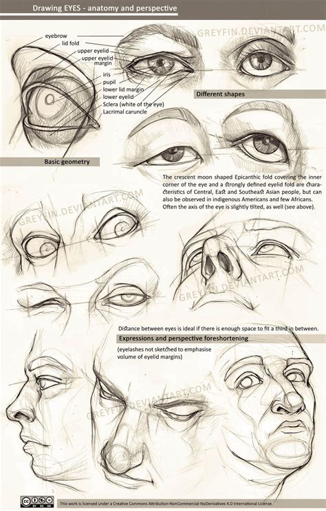 Drawing eyes - anatomy and perspective by greyfin on DeviantArt | Göz boyama, Çizim, Eskiz