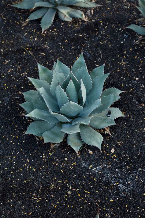 Parry's Agave - Sunnylands Art Garden