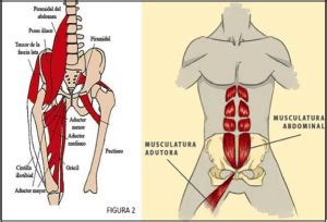 Groin and hip pain in football (soccer) players - TPM