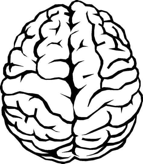 Download Brain Outline PNG Image for Free