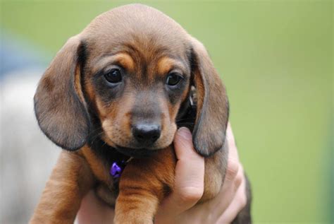 Best Mini Dachshund Names: Names After The Сharacteristics Of Your Pet, Boy Names, How To Name ...