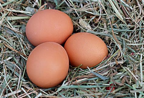 How to Start Raising Chickens For Eggs - Baby Chicks Versus Adult Hens ...