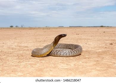 Inland Taipan Oxyuranus Microlepidotus Habitat South Stock Photo 2148685361 | Shutterstock