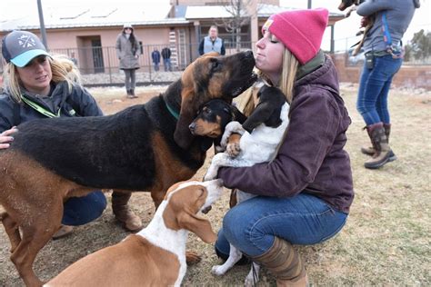 Take Action With Best Friends Animal Society To End The Killing Of Shelter Pets | Cuteness