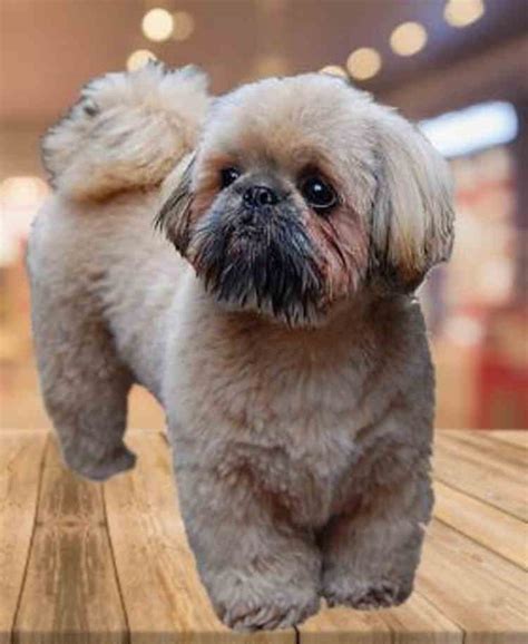 Teddy Bear Shih Tzu Hair Styles For Female - The Top 8 Shih Tzu Haircuts And Styles Spiritdog ...