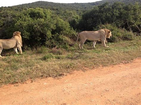 The Eastern Cape Safari