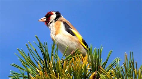 European Goldfinch singing in my Garden - Stieglitze singen - YouTube