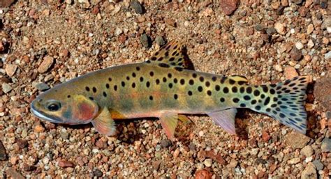 Trout Species 2021 - Trout Fish [#1 Trout Species Guide] | Cutthroat trout, Trout, Fish