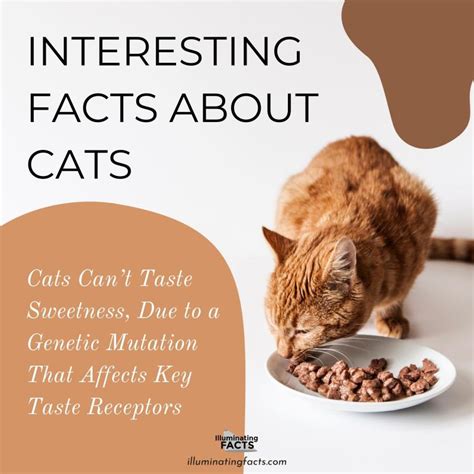 Interesting Facts about Cats - Illuminating Facts