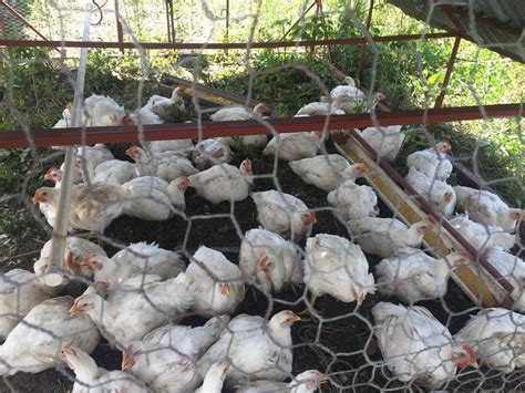 Farming pastured poultry in a developing market | ECHOcommunity.org