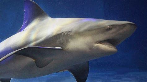 Oklahoma Aquarium challenges you to dive with bull sharks