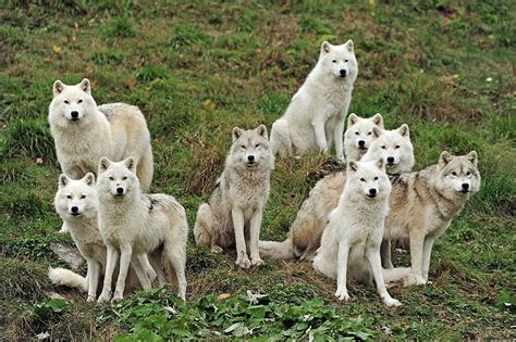 Arctic Wolfpack - Desktop Nexus Wallpapers | Wolf dog, Animals, Arctic wolf