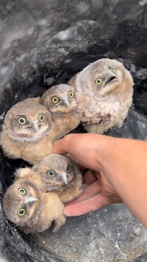 Wildlife Photographer Releases Wide-Eyed Baby Burrowing Owls Into Safe ...