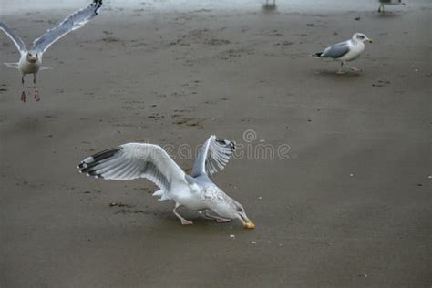 Seagulls on the Beach Trying To Get Some Food Stock Image - Image of ...