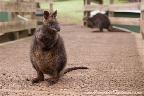 A day trip to the Phillip Island Wildlife Park | The Nomadic Explorers | Australian Travel Blog