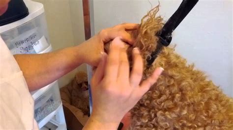 How to Clean the Hair Out of Your Dog's Ears - YouTube