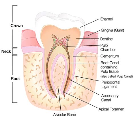 Diagram Teeth Roots