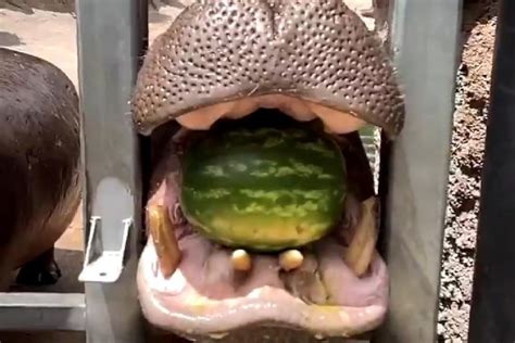 WATCH: How a Hippo Crushes a Watermelon to Take a Summer Chill with Its ...