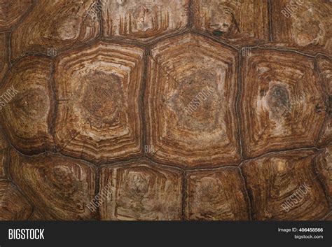 Tortoise Shell Pattern Background