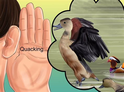 How to Identify a Mandarin Duck: 10 Steps (with Pictures)