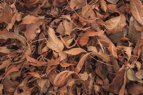 Brown leaves, HD wallpaper | Peakpx