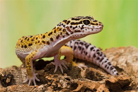 Leopard Gecko | The Life of Animals