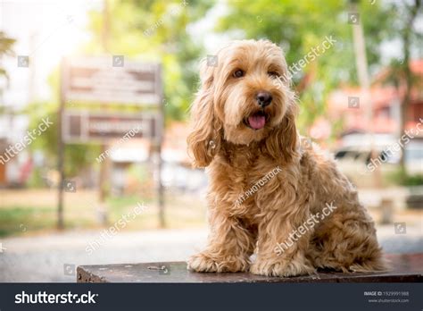 1,871 Cockapoo Portrait Images, Stock Photos & Vectors | Shutterstock