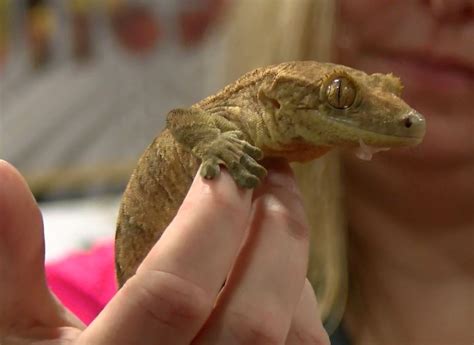 Lancaster Event Center hosts show featuring reptiles, exotic animals