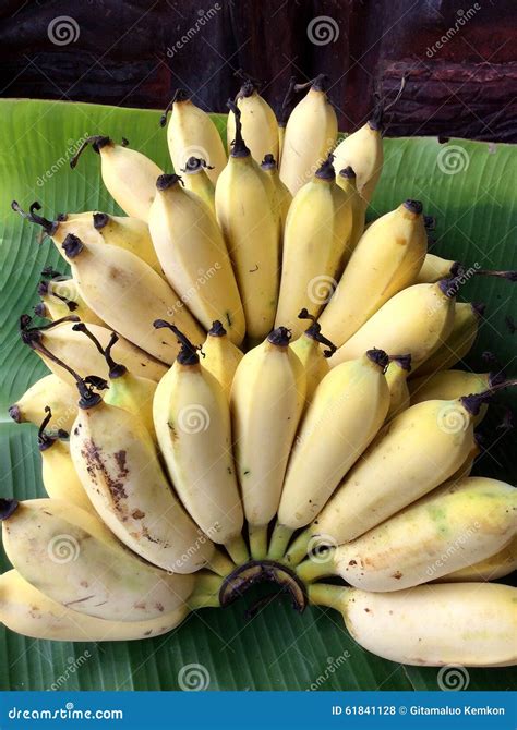 Pisang Awak Banana stock photo. Image of pisang, chiangmai - 61841128