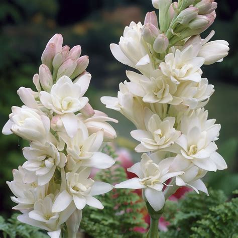 Polianthes tuberosa 'The Pearl'