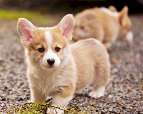 Libro Da Colorare Per Bambini Razze Di Cani Welsh Cor - vrogue.co