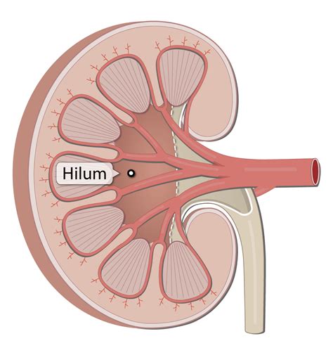 The Structure Of Kidney Hilum