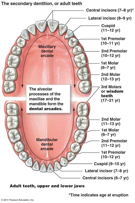 Digestive System | Teeth diagram, Teeth anatomy, Human teeth