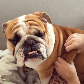 Droll English Bulldog Birthday Gif - l2sanpiero