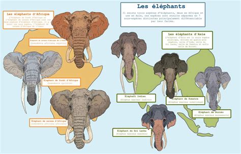 Elephant taxonomy by Gredinia | Зоопарки, Млекопитающие, Фотографии животных