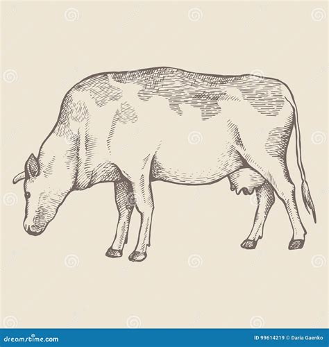 Cow is eating grass stock illustration. Illustration of isolated - 99614219