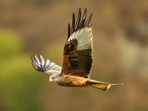 Red Kite Bird Facts (Milvus milvus) | Bird Fact