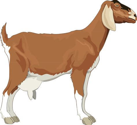 Download Female, Goat, Brown. Royalty-Free Vector Graphic - Pixabay