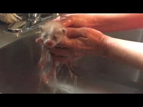 Flea Bath For Fluffy Ginger Rescue Kittens - YouTube