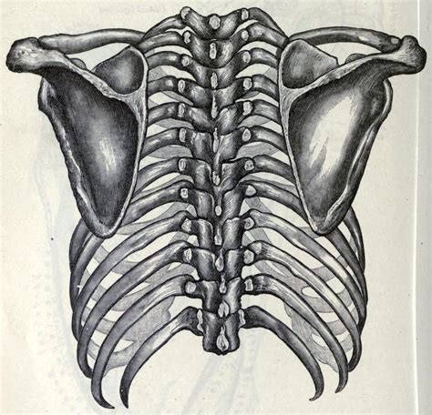 Thorax and shoulder girdle The shoulder girdle is... - Biomedical Ephemera, or: A Frog for Your ...