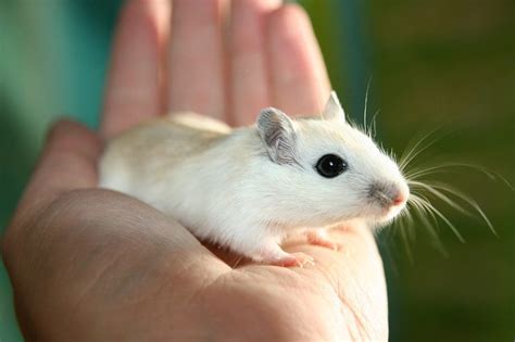 [2024] 5 Types of Gerbil Breeds: An Overview (With Pictures) - Pet ...