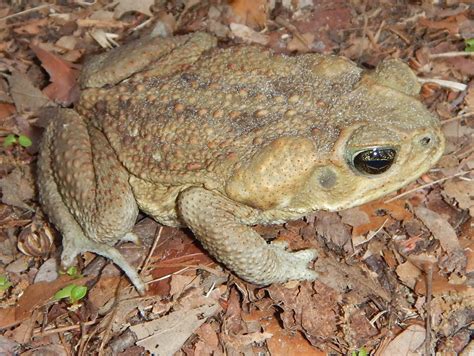 What You Do Will--or Won't--Bring Cane Toads to Your Yard | WGCU PBS & NPR for Southwest Florida